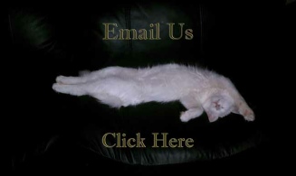 Mail: etonnantcats@gmail.com