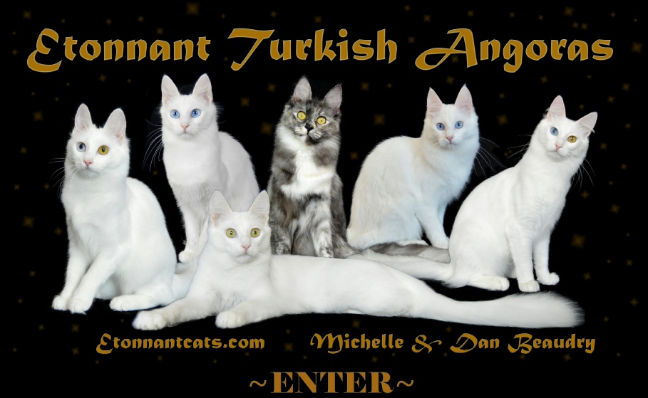 Turkish Angoras